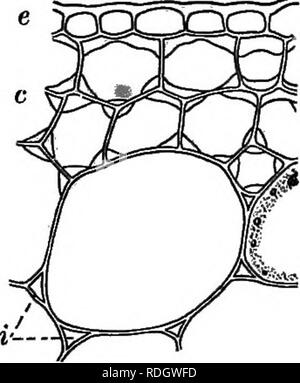 . Grundlagen der Botanik. Botanik; Botanik. Struktur oder die Stammzellen 95. Abb. 67. - Collenchymatoua andOtherTissuefromStem zum Beispiel, der Balsam (Impatiens). e, Epidermis; c, coUenchyma; i, intercellTilar Leerzeichen zwischen großen parencliyma-Zellen; chymatous Gewebe. In einigen (insbe- sondere in flesliy) stammt die Steifigkeit ist jedoch weitgehend durch coUenchyma, eine Art Parenchym, in dem die Zellen verdickt oder verstärkt an ihren Winkel, wie in der Abb. gezeigt. 67. 107. Frühe Geschichte Der Stem-Struc- tur. - In der sehr jungen Teilen der Stämme, wie die Wachsen - ing Punkt zwischen den beiden rudi- mentären l Stockfoto