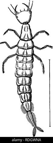 . Schädliche und nützliche Insekten; eine Einführung in das Studium der ökonomischen Entomologie. Insekten; nützliche Insekten und Schädlinge. Eine fleischfressende WASSER - Käfer 35 bildet einen großen Abgeflachten Blase. Von dieser Blase kann Luft in den Körper durch eine Reihe von kleinen Atemlöcher, die auf dem Rücken liegen. Die Frau der Dytiscus marginalis legt ihre Eier im März oder April auf Wasserpflanzen, die einen tiefen Einschnitt für jedes Ei mit Ihrer ovipositor. In etwa drei Wochen die Larve schlüpft aus. Es wächst schnell und erreicht seine volle Größe in vier oder fünf weieks, dann ungefähr zwei Zoll lohg. Die Abbildung sho Stockfoto