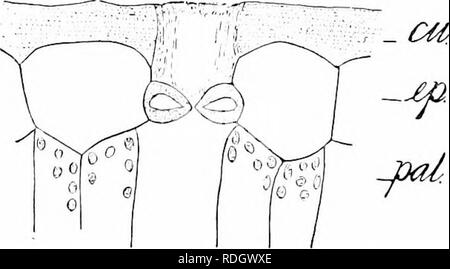 . Anlage Studien; eine elementare Botanik. Botanik. Abb. 32. Schnitt durch eine jicjrtion des Blattes des Ja" (Tunis), die kutikula (Ci, Epidermis (t), Ami die u] i]) er portifin Der palisade Zellen (p) bilden zwei oder drei Schichten, könnten wir die Wahrscheinlichkeit einer Exposition zu intensives Licht oder Dürre ableiten. Die Abbildung (Abb. 31) zeigt in einer beeindruckenden Art und Weise die efEect der Lichtintensität auf die Struktur der mesophyll, durch kontrastierende Blätter der gleichen jilant an die extremen Bedingungen von Licht und Schatten ausgesetzt. Die meisten üblichen structurtil Anpassungen sind jedoch mit t angeschlossen Stockfoto