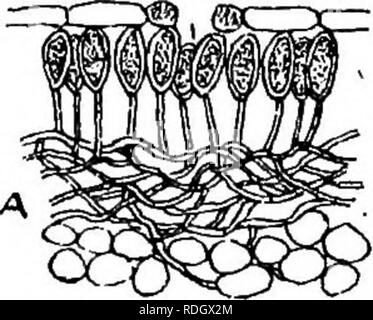 . Die Krankheiten von Kulturpflanzen und deren Abhilfe: ein Handbuch der wirtschaftlichen Biologie für Landwirte und Studenten. Pflanzenkrankheiten. GRAMINEOUS CBOPS. 129 Die im frühen Herbst die Uredo - mycel produziert schwärzlich, Sporen, und wenn diese Sporen sind zusammen massierten Sie führen zu den bekannten Sori des Mais Mehltau. Der Weizen Stengel und Blätter werden (mehr oder weniger) mit. Bitte beachten Sie, dass diese Bilder sind von der gescannten Seite Bilder, die digital für die Lesbarkeit verbessert haben mögen - Färbung und Aussehen dieser Abbildungen können nicht perfekt dem Original ähneln. extrahiert. Griffiths, A. Stockfoto