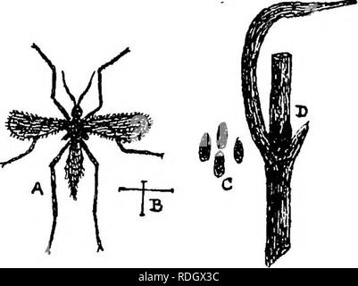 . Die Krankheiten von Kulturpflanzen und deren Abhilfe: ein Handbuch der wirtschaftlichen Biologie für Landwirte und Studenten. Pflanzenkrankheiten. GEAMINEOUS CBOPS. Kranke ratus zu einer sehr ernsthaften Ausmaß. . Die Motte ist etwa drei Viertel eines Zoll in der Verbreitung der Vorderflügel, die von hellem grau mit dunkleren quer Markierungen; die Flügel sind bemerkenswert für ihre weißliche halb-Transparenz, mit einem dunkleren Linie vom Punkt entlang eines Teils der vorderen Kante. Die Larven, wenn fuU gewachsen, sind ungefähr fünf Achtel der einen Zoll lang; eine palish Fleisch - Farbe, heller, wenn ältere, Staats- und Regierungschefs eine gelblich-braune Farbe." Ich Stockfoto