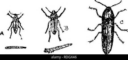 . Die Krankheiten von Kulturpflanzen und deren Abhilfe: ein Handbuch der wirtschaftlichen Biologie für Landwirte und Studenten. Pflanzenkrankheiten. GBAMINEOTJS KULTURPFLANZEN. 89 und Thorax. Die Käfer sind in der Regel mit auf Blumen, usw. gedeckt, die sich während des Tages; und ihre Larven sind zu gut überall bekannt, als Draht - woems, lang und schlank, mit sehr harten Skins, und fressen an den Wurzeln der Pflanzen." Die Würmer nagen, und manchmal zu einem erheblichen Ausmaß zerstören, die Wurzeln der verschiedenen landwirtschaftlichen Kulturpflanzen (Getreide und Wurzel, sowie futterpflanzen). Die larvse (Kabel - Würmer) der skip-Buchsen oder Klicken - Käfer, sind lange, schlanke, und c 114 Stockfoto