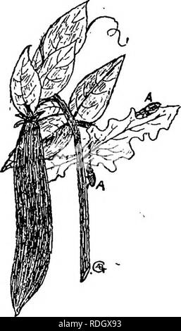 . Die Krankheiten von Kulturpflanzen und deren Abhilfe: ein Handbuch der wirtschaftlichen Biologie für Landwirte und Studenten. Pflanzenkrankheiten. Leguminosen. 27 Heilen.{V) Als die Käfer auf den Boden in der Nacht zurückziehen, behandeln den Boden mit Kalk, Kalk, Ruß oder ein Gemisch aus Kalk und Ruß. Diese Substanzen zerstören die Käfer. (2) Paraffinöl mit Erde gemischt hat auch ein wirksames Mittel gegen die Verwüstungen der diese Käfer erwiesen. Das Silber Y Moth {Plusia gamma). Die ausgelegt - Säulen dieser Motte, die grüne Farbe, Weiden auf. Abb. 8.- Stbiped Erbse Weetii. (Sitoiia Lineata). A. in der Erbse Rüsselkäfer (natürliche Größe) de Stockfoto