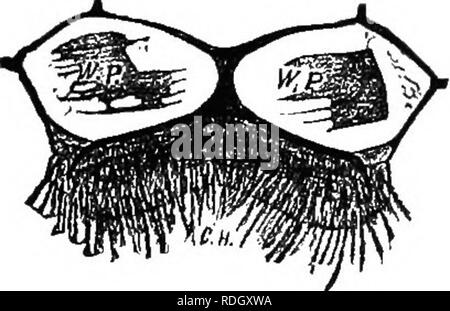 . Die Biene - der Keeper Guide; oder, Handbuch der Imkerei. Bienen. An der Unterseite des Abdomens der WM-ker-Bee.-Origmal. 11! Wachs Skalen. w.w. Wachs Skalen. modifiziert, um die "Wachs-Taschen zu bilden; "obwohl Wachs-Platte wäre ein passender Name. Diese Wachs-Platten (Abb. 73) sind glatt, und der vordere Teil der einzelnen ventralen Platten bilden. Jedes ist breitrandig mit einem Rand chitine, die gibt es Stärke und Macht "Pocket" einen geeigneten Namen, Abb. 73.. Original. w p Wax-Plates. c li Compound Haare. Vor allem in den vorangegangenen Segment schaltet über diese Wachs-Platten. Der posterioren Portio Stockfoto