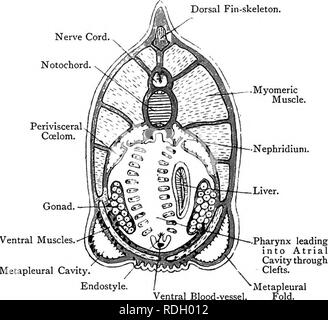 . Elementare Lehrbuch der Zoologie. 300 CHORD ATA, aber das Atrium ist keine weitere Runde der dorsalen Linie des Rachens. In Asddia Es war Mitte der ventralen Teil, der unvollständig war. Das Atrium ist nach hinten hinter den Pharynx fortgesetzt und entlang der Darm, bis es beendet in der atriopore, durch die das Wasser verlassen hat. Abb. 214.- Querschnitt thkough Amphioxus in der Pharyngealen Region. (Nach Lankester, Boveri und andere.) Rückenflosse - Skelett. Nervenstrang. Chorda dorsalis. Myomeric Muskel. Nephridiuni.. Die dunklen Schattierung wird das Bindegewebe und das Licht draußen ist die einfache Stockfoto