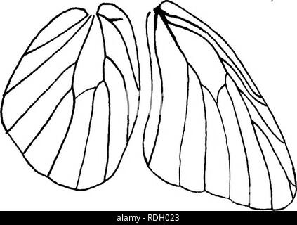 . Ein Lehrbuch in die Allgemeine Zoologie. Zoologie. Abb. 104.- Stück der Flügel eines Schmetterlings en-Larged die Anordnung der Skalen zu zeigen. Die Skalen haben aus der unteren Hälfte entfernt wurden, werden die Orte der Anlage zu zeigen. Abb. 105. - Flügel eines Schmetterlings nach der Skalen wurden entfernt.. Bitte beachten Sie, dass diese Bilder sind von der gescannten Seite Bilder, die digital für die Lesbarkeit verbessert haben mögen - Färbung und Aussehen dieser Abbildungen können nicht perfekt dem Original ähneln. extrahiert. Herrick, Glenn W. (Glenn Washington), 1870-1965. New York, Cincinnati [etc. ] American Book Stockfoto