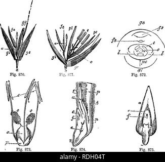 . Ein Handbuch für Botanik: eine Einführung in das Studium der Struktur, Physiologie und Systematik der Pflanzen. Botanik. GEAMINE^. 629 Narben gefiederten oder Behaart (Abb. 446, S. 251, 873 5 s). Obst ein karyopse (Abb. 563, S. 310). Saatgut aufgenommen - mit der fruchthülle; embryo-len. Kg. 873. Abb. 875. dere, liegen auf der einen Seite der mehligen Eiklar (Abb. 591, p 333); in der Nähe von seinem Sockel (Abbn. 874, 875); endorhizal in die Keimung (Abb. 105, Abb. 870-875. Organe der fruktifikation von Avena sativa, gemeinsame kultiviert Hafer, die natürliche Ordnung Graminege zu illustrieren. Abb. 870. Ährchen des Hafers. a, Stockfoto