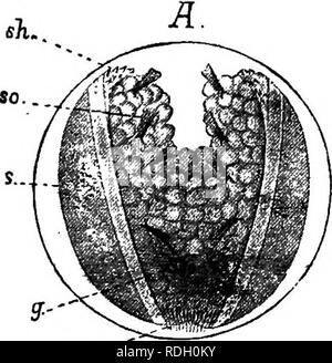 . Eine elementare praktische Zoologie. Zoologie. VII ENTWICKLUNG 395 die Sie gelenkraum enorm. Damit die äußere Kiemen als Brut - Beutel und in denen der Embryo entwickelt sich in der eigentümlichen larvale Form derzeit beschrieben werden. Wie in der Frosch und Regenwurm der Zellen gebildet durch die Segmentierung des oosperm sind von zwei Größen, kleine Zellen komplett aus Protoplasma und große Zellen mit Eigelb-Granulat geladen. Die großen von den kleinen Zellen eingeschlossen werden, aber die enteron gebildet ist sehr klein und während der frühen Larven leben ziemlich unwichtig, die junge Muscheln. B.. Bitte beachten Sie Stockfoto