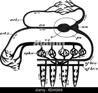 . Eine elementare praktische Zoologie. Zoologie. VII NERVENSYSTEM 393 viszeralen Masse mit dem Fuß: Die beiden Pedal Ganglien sind so eng verbunden wie eine einzige bilobed Masse zu bilden. Von jedem cerebro-pleural Ganglion es weiter geht eine lange cerebro-viszerale Bindegewebe, die direkt nach hinten verläuft über die Niere und endet in einer viszeralen Ganglion (Abbn. 93 und 95. Abb. 96,- Diagramm des Kreislaufsystems von Anodonta. Das Blut aus den Öhrchen iau) wird durch die Ventrikel gepumpt in die Aorta iflo (z")) und von dort auf den Mantel {Ari^.) und an den Körper allgemein Stockfoto