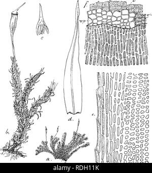 . Flore de Buitenzorg. Botanik. 457, lockerem, dunnwaudigem getiipfeltem Grundgewebe, welches deutlich in sterben substere" iden Aussenzellen abgesetzt ist, ohne Centralstra, iig. Blatter versehiedengeformt; die oberen: spiralig, links um den Stengel gewunden, Ihr Browser kann leider keine eingebetteten Frames anzeigen Abb. 84.. COoOqO (7 ooOo' flOo Oo°/-, CP CO (-T/I Micromitrium goniorhynchum Jaeo. ^. (Habitusbild natfirl. Grosse); b. Desgl. Ich; c. Haube-'/'. Rf. Stengelblatt ist. e. Blattrand mit Verlangerten Zellen! t ± l. w. Peristom dorsalen gesohen^-2-2.; v. F. Vorperistom; m. ausseres (Membran) Peristom; ich. innei'es Peristom. ineist zu einer S Stockfoto