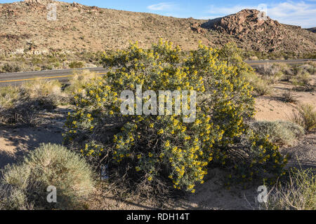 Bladderpod Sträucher mit gelben Blüten und Samenkapseln in Joshua Tree National Park, Kalifornien, USA Stockfoto
