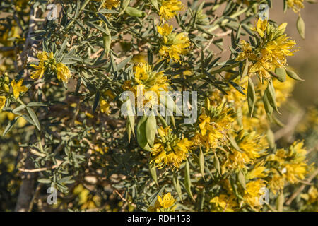 Bladderpod Sträucher mit gelben Blüten und Samenkapseln in Joshua Tree National Park, Kalifornien, USA Stockfoto