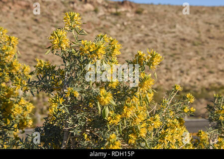 Bladderpod Sträucher mit gelben Blüten und Samenkapseln in Joshua Tree National Park, Kalifornien, USA Stockfoto
