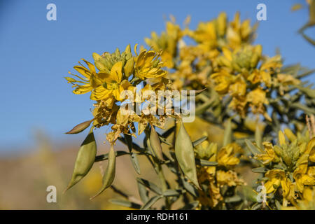 Bladderpod Sträucher mit gelben Blüten und Samenkapseln in Joshua Tree National Park, Kalifornien, USA Stockfoto