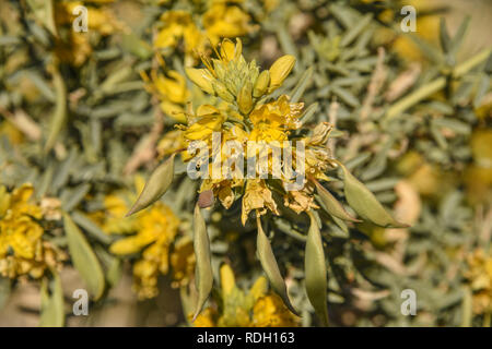 Bladderpod Sträucher mit gelben Blüten und Samenkapseln in Joshua Tree National Park, Kalifornien, USA Stockfoto