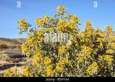 Bladderpod Sträucher mit gelben Blüten und Samenkapseln in Joshua Tree National Park, Kalifornien, USA Stockfoto