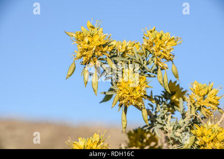 Bladderpod Sträucher mit gelben Blüten und Samenkapseln in Joshua Tree National Park, Kalifornien, USA Stockfoto