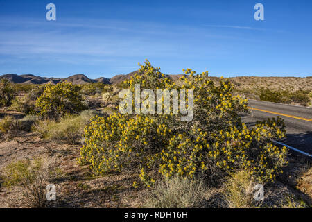 Bladderpod Sträucher mit gelben Blüten und Samenkapseln in Joshua Tree National Park, Kalifornien, USA Stockfoto