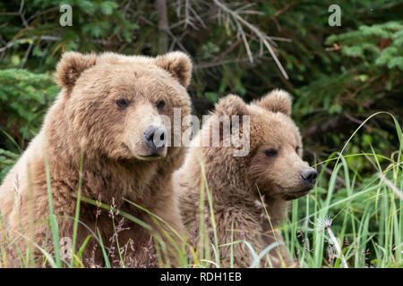 Braunbär (Ursus arctos) Säen und zwei dritten Jahr Jungen in Lake Clark National Park, Alaska Stockfoto