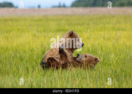 Braunbär (Ursus arctos) zwei zweite Jahr Jungen spielen Kämpfen in Lake Clark National Park, Alaska Stockfoto