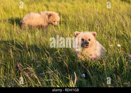 Braunbär (Ursus arctos) zweite Jahr cub essen Gras in Lake Clark National Park, Alaska Stockfoto