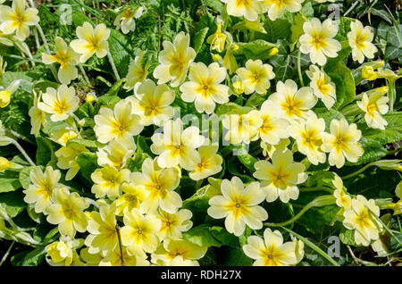 Primel, lateinischer Name Primula vulgaris, blühen auf einer sonnigen Bank in Hampshire. Frühling. Stockfoto