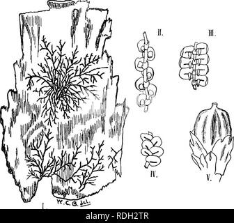 . Moose mit einem Hand-Linse; ein nicht-technisches Handbuch der allgemeineren und einfacher erkannt Moose des nordöstlichen Vereinigten Staaten. Moose. Ich 68 MOOSE MIT EINEM HAND-LENS * Blätter erschweren - BILOBED. FRULLANIA. F. Eeoracensis Gottsche, Wer im Wald auf allen worden ist, müssen die hübschen Designs in Dunkelbraun-ish bemerkt haben - grüne auf der Rinde von Buchen und Birken, wie Sie in der Abbildung. So verbreitet und so auffallend ist dieses kleine Pflanze, die fast keine weitere Beschreibung für seine Identifizierung erforderlich ist. Obwohl es so klein ist, seine underleaves und läppchen können leicht Witz gemacht werden Stockfoto