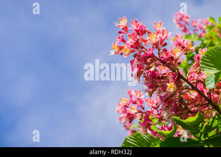 Rote Rosskastanie blühen im Frühling, San Francisco Bay, Kalifornien Stockfoto