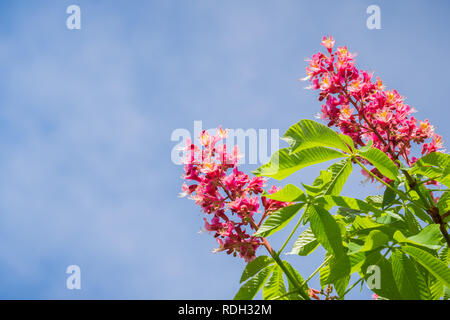 Rote Rosskastanie blühen im Frühling, San Francisco Bay, Kalifornien Stockfoto