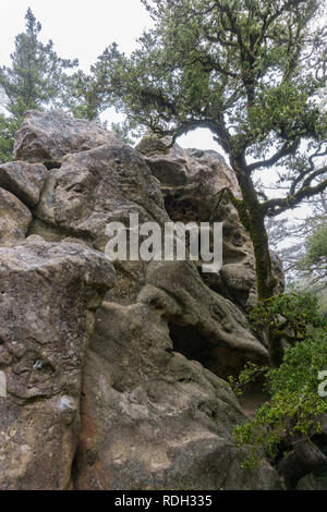 Moos bedeckt Bäume wachsen unter rock Felsblöcke an einem nebligen Tag, Castle Rock State Park, San Francisco Bay Area, Kalifornien Stockfoto