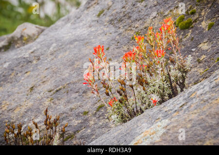 Cluster von Red Indian Paintbrush (Caldas) Wildblumen wachsen zwischen den Felsen, in Wassertropfen an einem regnerischen Tag bedeckt, Castle Rock State Park, San F Stockfoto