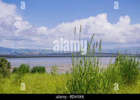 Junge cattail Pflanzen in Bedwell Bayfront Park, Dumbarton Bridge im Hintergrund, Menlo Park, San Francisco Bay Area, Kalifornien wächst Stockfoto