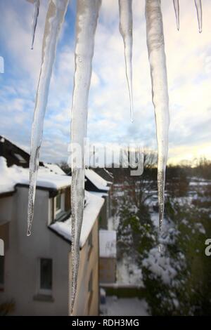 Große Eiszapfen hängen aus dem Fenster eines Hauses, Auftauen, herabfallende Eisbrocken und Eiszapfen so eine Gefahr für die Bürgersteige, Essen Stockfoto