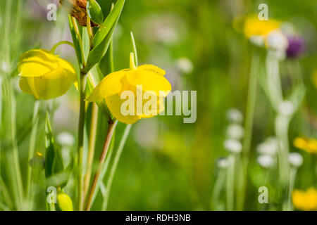 Diogenes' Laterne (Calochortus amabilis) blühen in Stebbins kalten Canyon, Napa Valley, Kalifornien Stockfoto