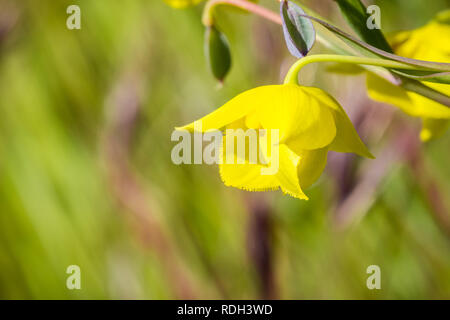 Diogenes' Laterne (Calochortus amabilis) blühen in Stebbins kalten Canyon, Napa Valley, Kalifornien Stockfoto