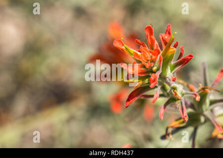 Indian Paintbrush (Caldas), Pinnacles National Park, Kalifornien Stockfoto