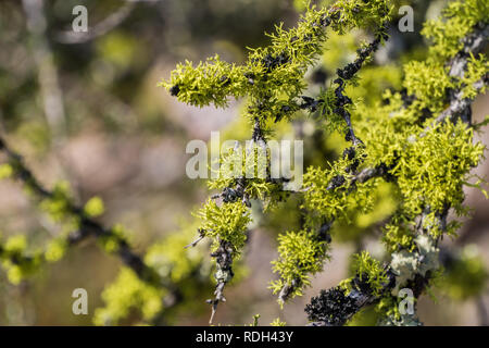 Lebendige Eichenmoos (Evernia prunastri) wachsende auf Ästen, Pinnacles National Park, Kalifornien Stockfoto