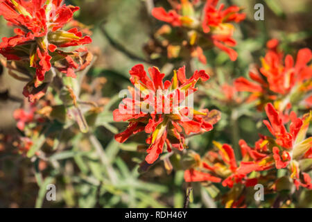 Indian Paintbrush (Caldas), Pinnacles National Park, Kalifornien Stockfoto