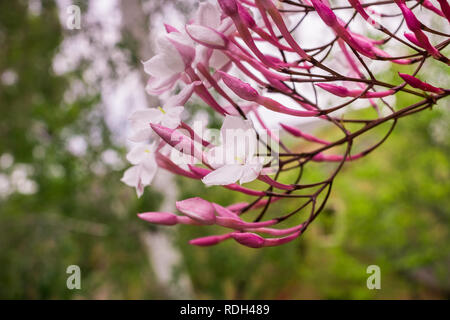 Jasmin weiße Blüten, Kalifornien Stockfoto