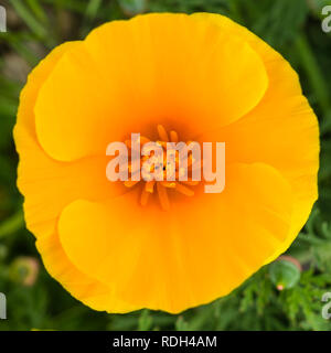 Kalifornischer Mohn (Eschscholzia californica) Nahaufnahme Stockfoto