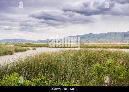 Feuchtgebiete in Alviso Marsh, Don Edwards Wildlife Refuge, South San Francisco Bay, Kalifornien Stockfoto