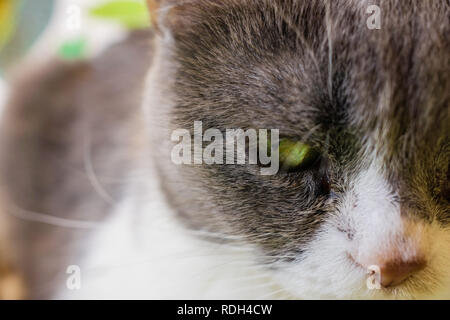In der Nähe von Cat head; geringe Tiefenschärfe Stockfoto