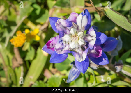 Nahaufnahme von Lupin wildflower, San Francisco Bay, Kalifornien Stockfoto