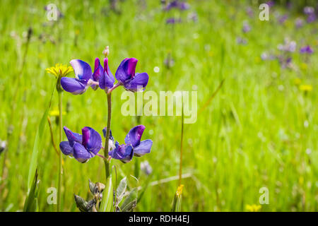 In der Nähe von Sky Lupine (Lupinus nanus) Wildblumen blühen in Edgewood County Park, San Francisco Bay, Kalifornien Stockfoto