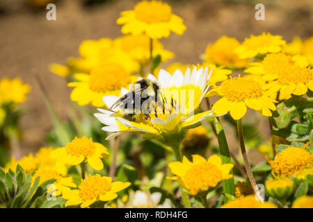 Hummel bestäubt Küsten tidytips Wildblumen (Layia platyglossa), Mori, Pacifica, Kalifornien Stockfoto