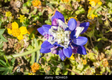 Nahaufnahme von Lupin wildflower von Goldfields umgeben, San Francisco Bay, Kalifornien Stockfoto