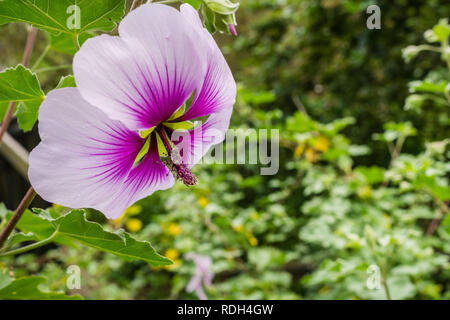 Nahaufnahme von Baum Mallow (Lavatera maritima), San Francisco Bay Area, Kalifornien Stockfoto