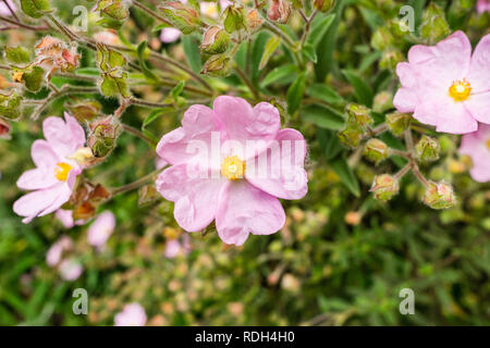 Rosa Blumen (Rock-Rose Cistaceae) blühen in einem Park, San Francisco Bay Area, non native zu Kalifornien Stockfoto