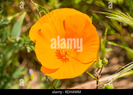 Kalifornischer Mohn (Eschscholzia californica) Nahaufnahme Stockfoto