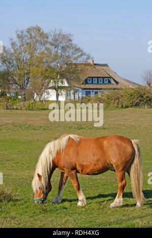 Haflinger in Neuendorf, Hiddensee, Mecklenburg-Vorpommern Stockfoto